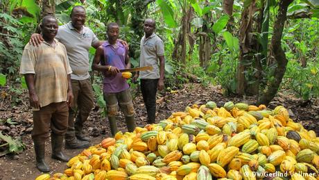 Farmers with harvested cocoa fruit in a tropical forest in Ghana