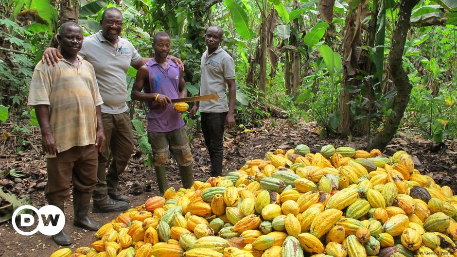 Kakaoanbau und Waldschutz in Ghana