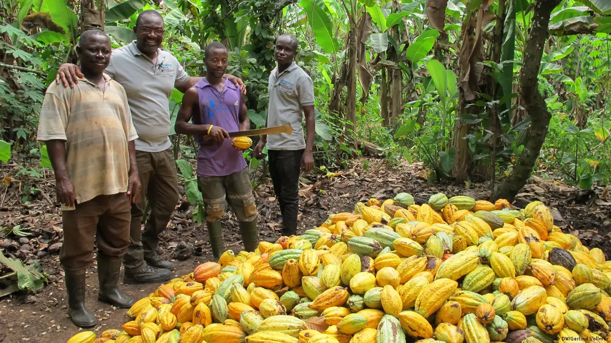 Cultivo del cacao y conservación forestal en Ghana – DW – 08/02/2022