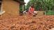 A man sorting through cocoa beans A man sorting through cocoa beans