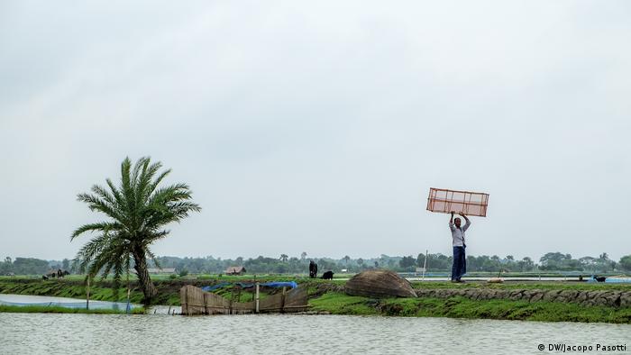Shrimp aquaculture in the Bangla Delta 