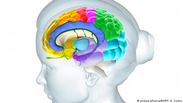 Anatomie des Gehirns (picture-alliance/BSIPF. D. Cunha)