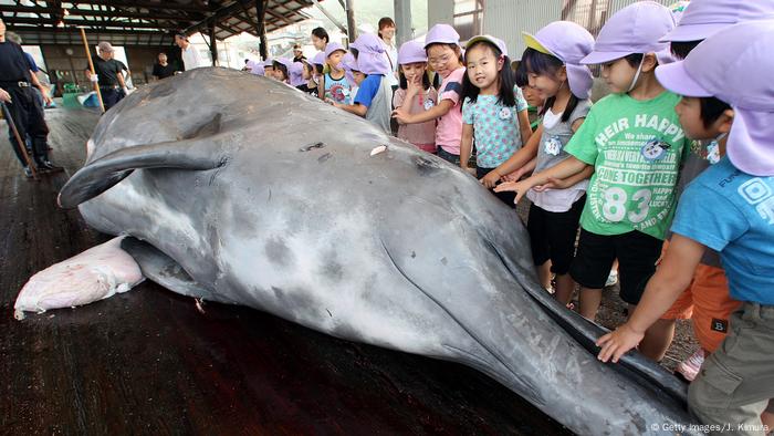 Un grupo de niños con gorras lilas acaricia una ballena muerta en una visita guiada.