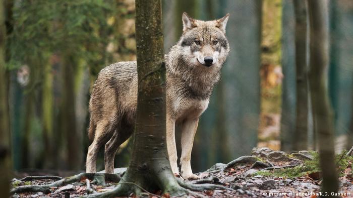 Wolf attacks on livestock rise in Germany | News | DW | 16.02.2019