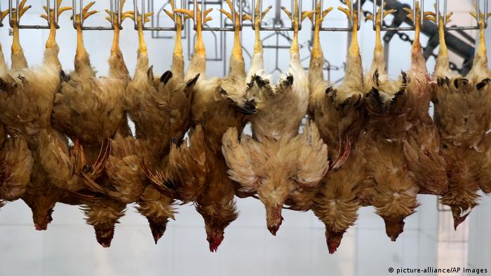 China păsări omorâte gripă aviară
