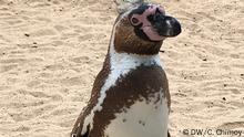 Peru Humboldt Pinguin (DW/C. Chimoy)