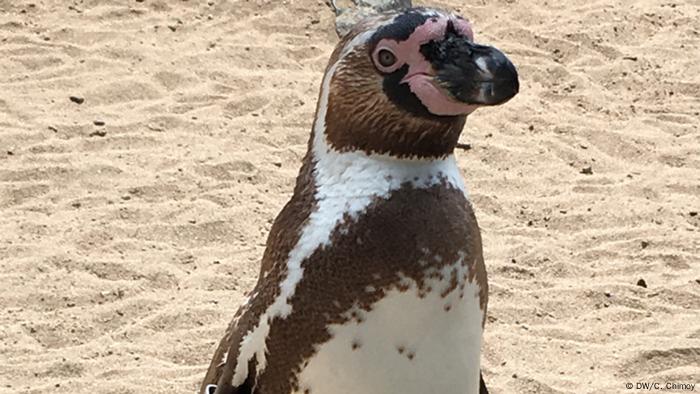 Peru Humboldt Pinguin (DW/C. Chimoy)