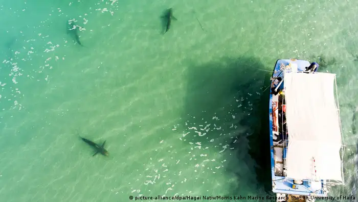 Israel Chadera - hohe Anzahl von Haien vor der Küste