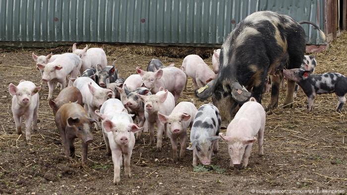 Etiqueta del bienestar animal: la situación de los cerdos en Alemania debe mejorar | Ecología | DW Etiqueta del bienestar animal: la situación de los cerdos en Alemania debe mejorar | Ecología | DW