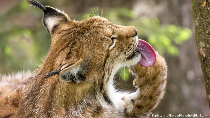 A lynx licks its paw (picture-alliance/blickwinkel/R. Sturm)