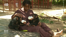 Sauver les chimpanzés du Libéria