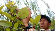 This picture taken on December 25, 2018 shows Indonesian kratom grower Gusti Prabu tending to his plants at a farm in Pontianak, West Kalimantan. - Top producer Indonesia is cashing on surging global demand for a controversial drug called kratom, a green powder derived from a tree leaf that is hailed by advocates as a miracle treatment for everything from opioid addiction to anxiety, but its growing popularity has raised red flags with health regulators. (Photo by Louis Anderson / AFP) / TO GO WITH INDONESIA-LAW-MEDICINE-DRUGS,FEATURE BY HARRY PEARL, WITH ASEANTY PAHLEVI IN PONTIANAK (Photo credit should read LOUIS ANDERSON/AFP/Getty Images)