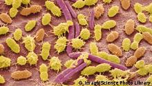 Faecal bacteria, sem Faecal bacteria. Scanning electron micrograph (SEM) of bacteria cultured from a sample of human faeces. At least 50 per cent of human faeces is made up of bacteria shed from the gut. Many of these bacteria are a normal part of the flora found in the intestines and are beneficial to digestion. However, some are pathogenic, such as Salmonella enterica and certain strains of Escherichia coli, which can cause foodborne illnesses. Magnification: x6000 when printed 10 centimetres wide PUBLICATIONxINxGERxSUIxHUNxONLY STEVExGSCHMEISSNER/SCIENCExPHOTOxLIBRARY F023/9762