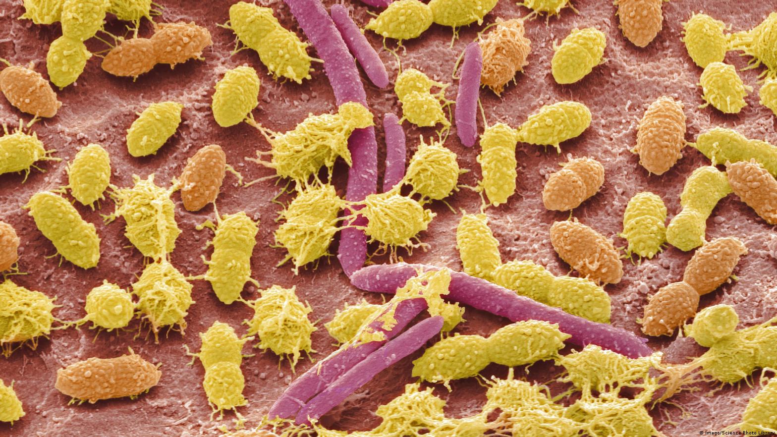 Микробы под микроскопом. Фото