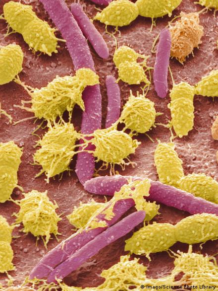Опасная еда: бактерии под микроскопом