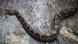 A representational image showing a snake in Jakarta A representational image showing a snake in Jakarta