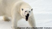 Russlands Arctic National Park - Polarbär