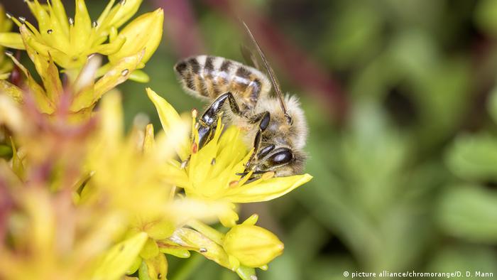 Deutschland Landwirtschaft - Biene - Bienensterben