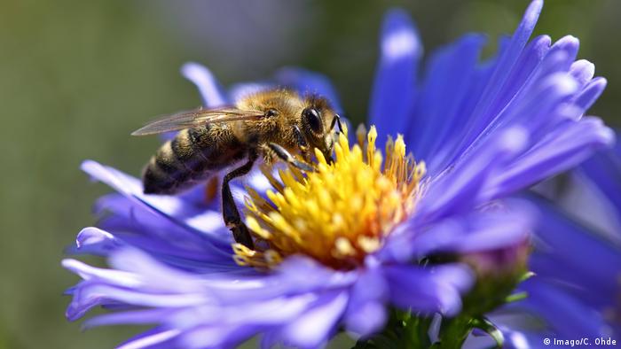 Honigbiene auf einer Blüte (Imago/C. Ohde)