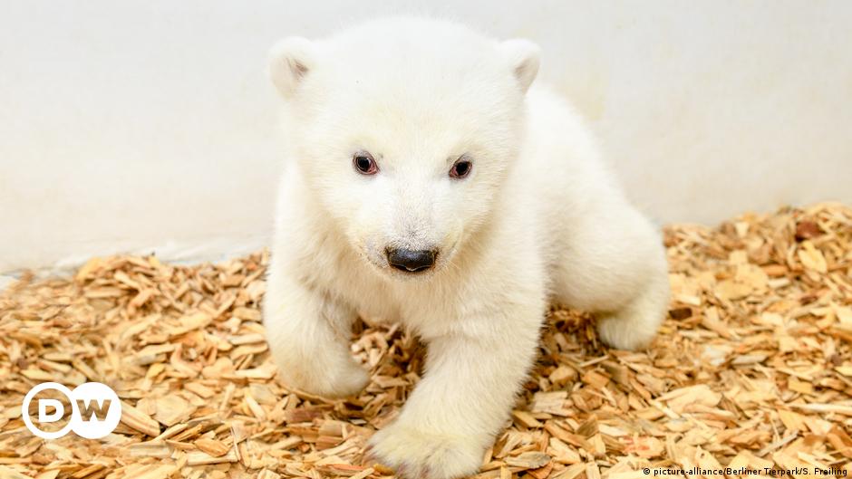 Berlin's baby polar bear: It's a girl! – DW – 02/15/2019