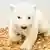 Mała niedźwiedzica polarna w berlińskim ZOO nie ma jeszcze imienia
