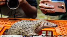 June 21, 2017 - Medan, North Sumatra, Indonesia - A pictures available taken on June 14, 2017 seen showing, the living pangolin was shown for a press conference by forest ranger in an anti-smuggling attack in Medan, North Sumatra Province, Indonesia. A total of 1 ton of pangolin animals that live and die as endangered animals will be sent to Malaysia illegally by sea, of which 110 of the 225 pangolins found in the raid by navy personnel at Belawan port in Medan were alive. Indonesian authorities say they arrested two suspected wildlife smugglers after a raid on a port warehouse in Sumatra uncovered more than 200 pangolins, many of them dead from stress and dehydration. the smuggling of 1 ton of pangolin worth 2.5 billion rupiah (about 190.000 USD), the plan will be used as the material of the shabu. The animal's skin will be processed into a shabu in Malaysia and will be sent back to Indonesia after becoming medicines. The creature's meat is also valuable as an edible delicacy and a physical part as a traditional herb in some parts of Asia - especially China - and Africa. According to the WWF report as much as 80% of the pangolin population in Asia is lost within 10 years |