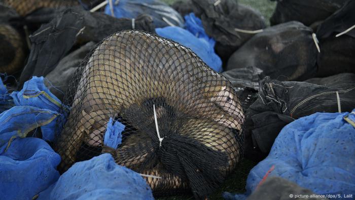 Thailand Illegaler Handel vom Schuppentier Pangolin