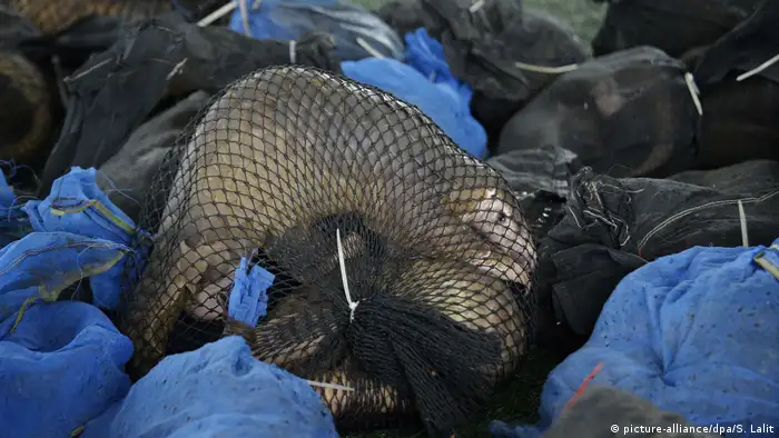 Ein Schuppentier liegt gefesselt in einem Maschennetz in einem Haufen illegal gehandelter Wildtiere