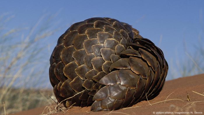 World Pangolin Day Can They Be Saved All Media Content Dw 20 02 2021