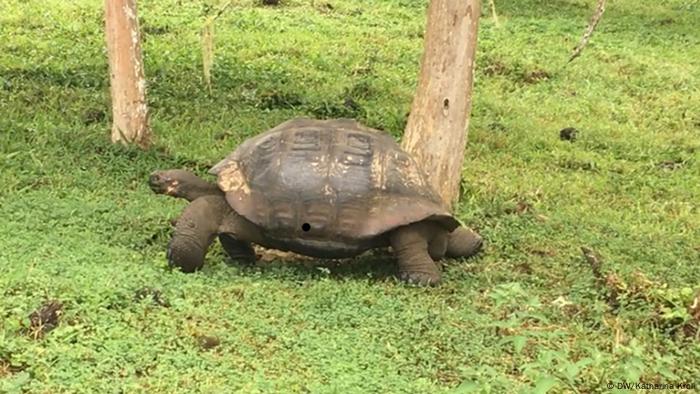 Las tortugas gigantes de Galápagos están amenazadas. Especialmente las que fueron introducidas por el hombre se comen a las más jóvenes. Las tortugas bebé son criadas en el centro de investigación Charles Darwin, y luego de cuatro años son llevadas de vuelta a las islas de las cuales provienen, ya que son lo suficientemente grandes como para sobrevivir.
