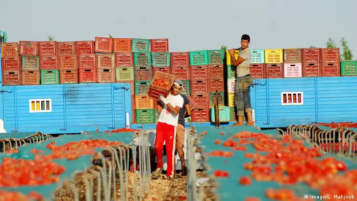 Tunesien - Tomaten vor dem Export (Imago/C. Mahjoub)