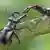 Two stag beetles