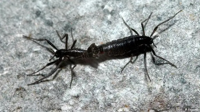 A Belgica Antarctica midge (Reuters)