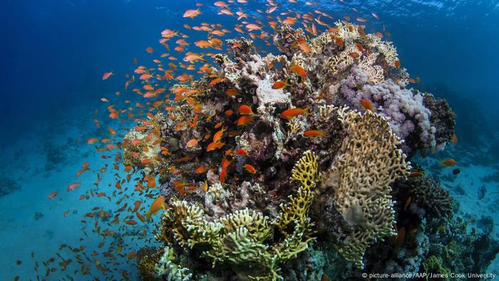 Fish on the Great Barrier Reef in Australia 