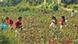 Children in an Uzbek cotton field Children in an Uzbek cotton field