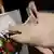 Südafrika, Kapstadt: Schwein Pigcasso malt auf Leinwand