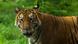 Bangladesch Sundarbans Tierwelt Bangladesch Sundarbans Tierwelt