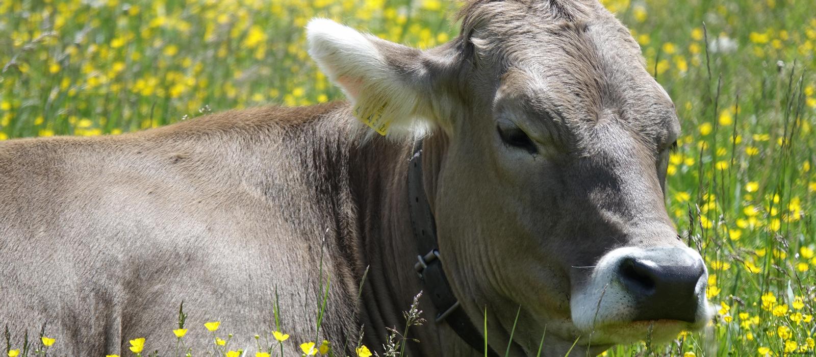 Austria: Farmer liable for hiker trampled to death by cow – DW – 02/22/2019