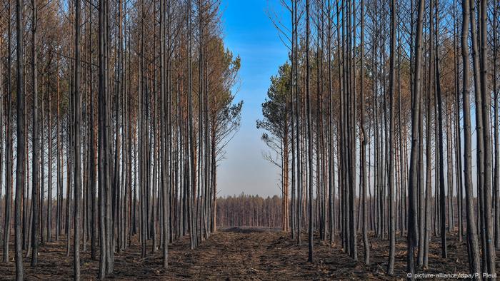 A forest southwest of Berlin six months after a wildfire