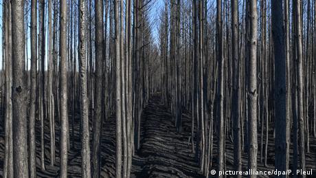 Post forest fire in a forest near Treuenbrietzen in Germany