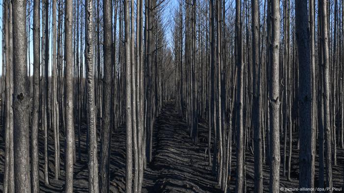 Post forest fire in a forest near Treuenbrietzen in Germany