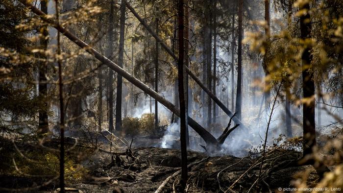 Smoke on the ground and two trees toppling in a forest