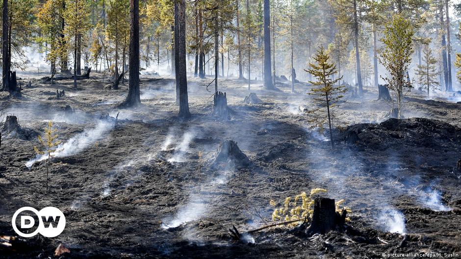 Los bosques pueden tardar una década en recuperarse de un incendio | Todos  los contenidos | DW | 05.03.2019