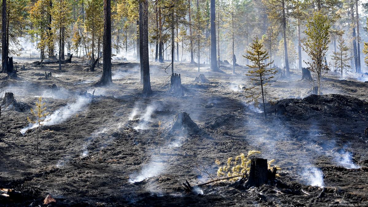 Los Bosques Pueden Tardar Una Década En Recuperarse De Un Incendio Dw 05032019 8183