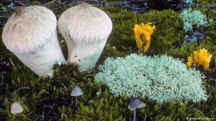 Different mushroom species on the forest floor