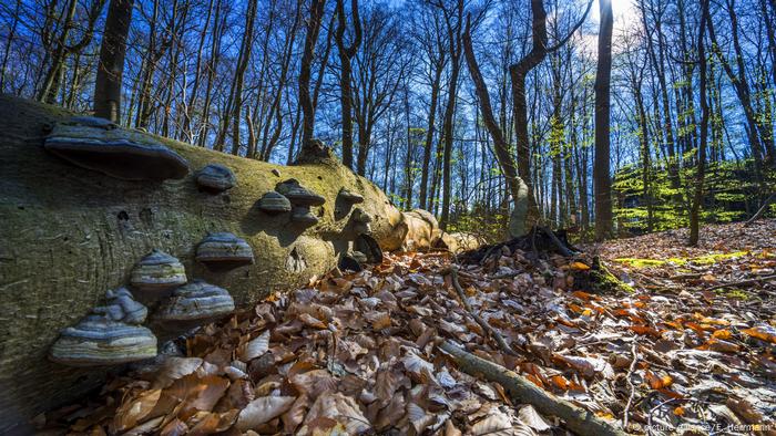 Forest floor