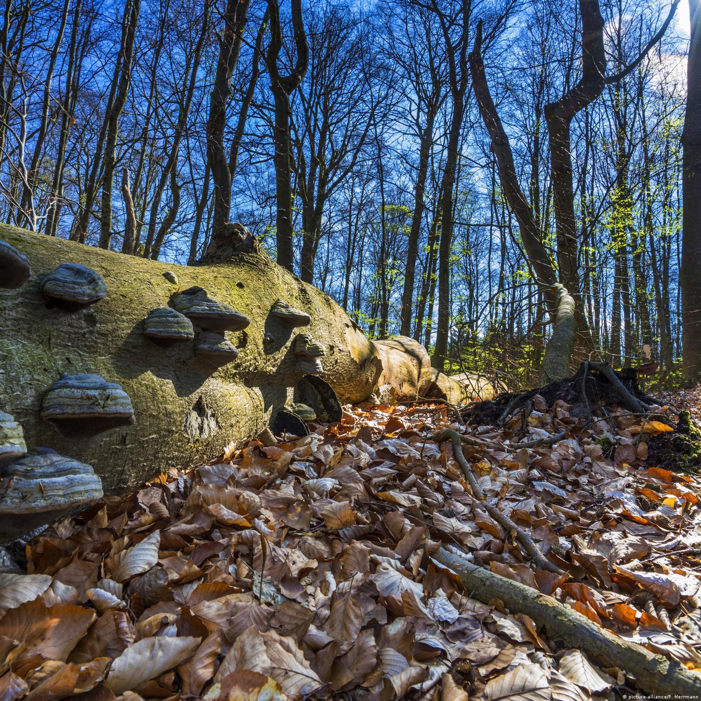 Living Planet: Feeding forests