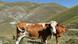 A dairy cow in a field in Italy's Abruzzo region A dairy cow in a field in Italy's Abruzzo region