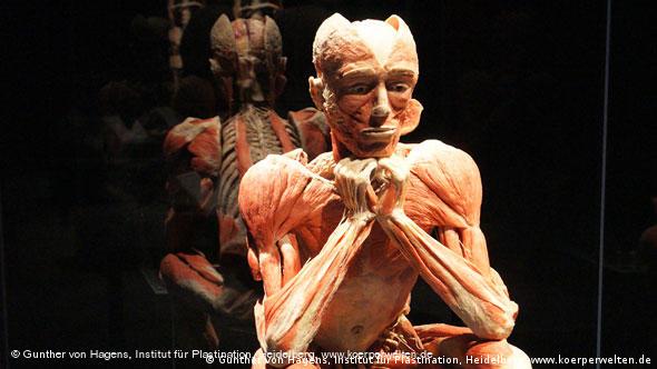 A body used at a Body Worlds exhibition