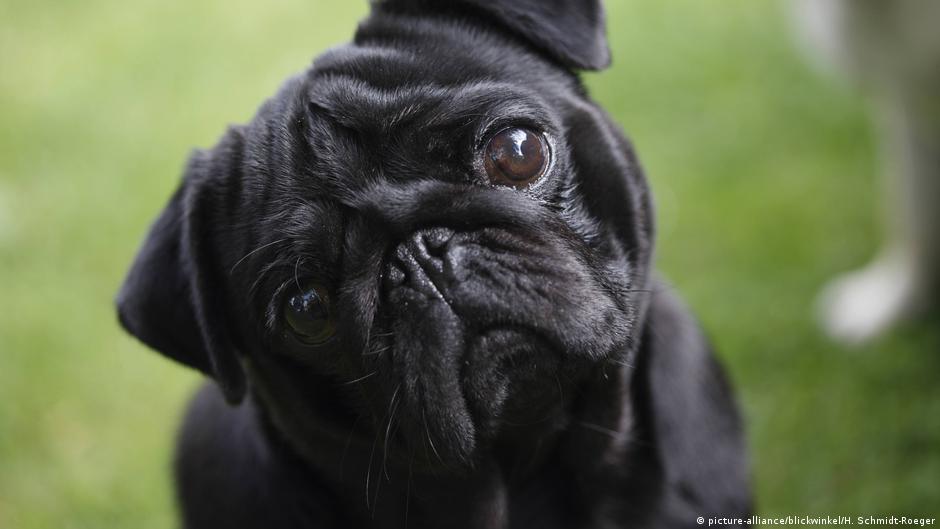 Pug Compensation Battle Opens At German Court News Dw 13 11 2019